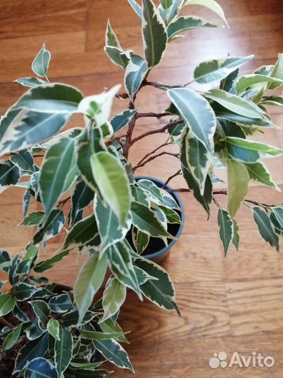 Фикус Бенджамина мелколистный