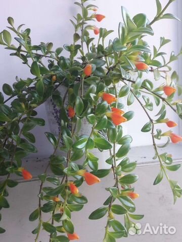 Нематантус