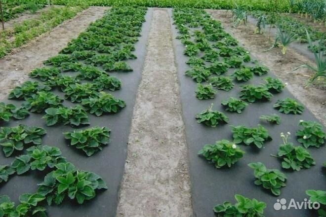 Спанбонд агроспан черный мульчирующий