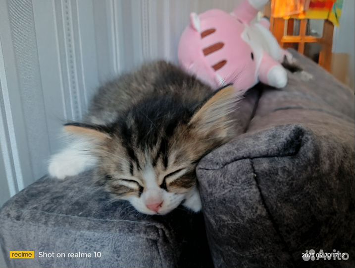 Кошки бесплатно