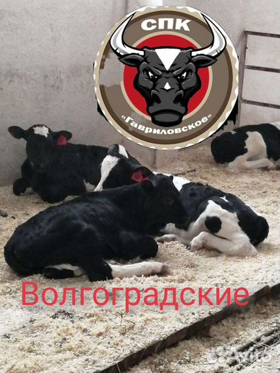 Бычки на откорм