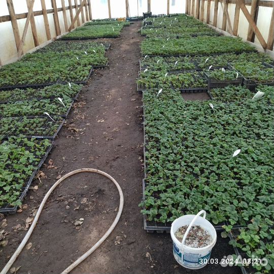 Саженцы клубники зкс. (Опт и розница)