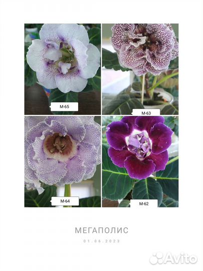 Глоксиния сортовая