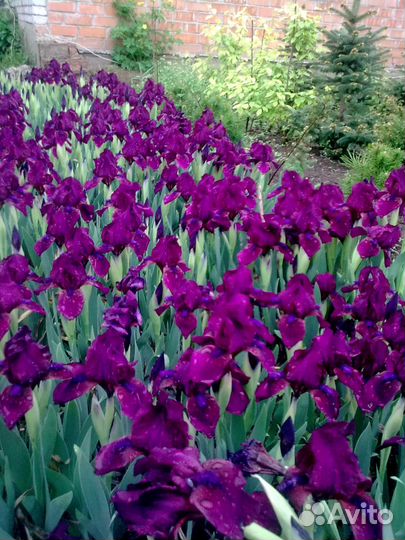 Саженцы для озеления