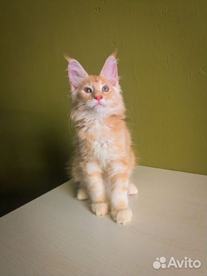 Мейн-кун котёнок Мальчик