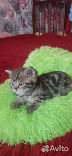 Продам котят