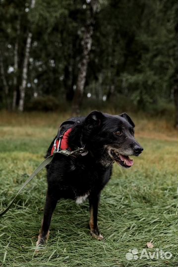 Чёрная ласкова собака из приюта ищет дом