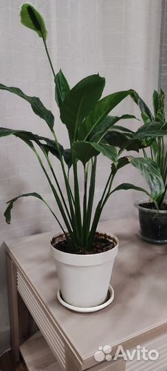 Спатифиллум