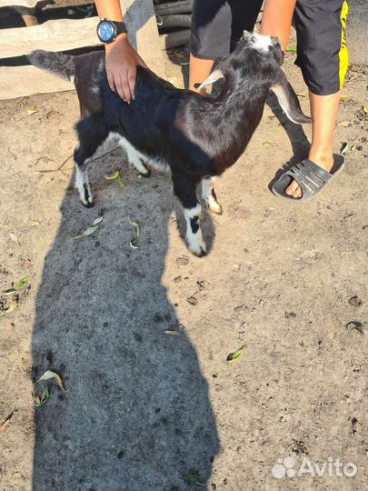 Англо-нубийский козлики