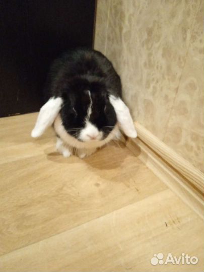 Декоративная вислоухая крольчиха ищет пару