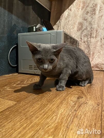 Котенок в самые добрые руки