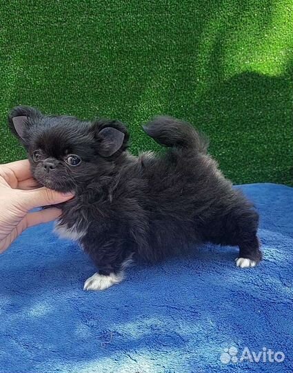 Девочка чихуа черная беби фейс