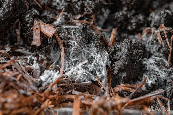 Компост для шампиньонов