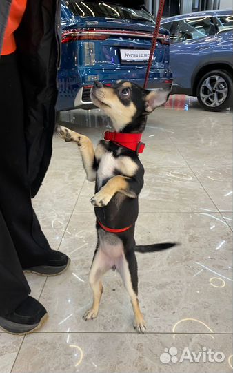 Щенок маленьких пород