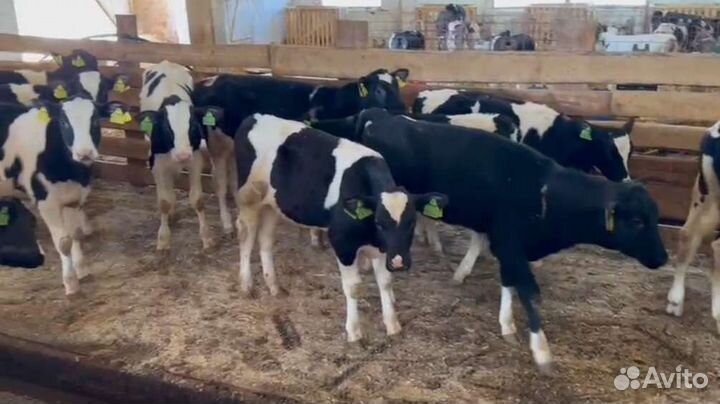 Телята бычки