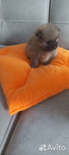 Щенки шпица