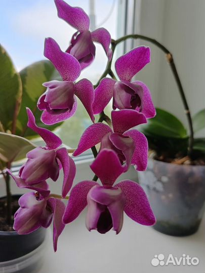 Орхидея фаленопсис трилипс