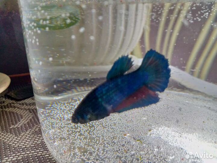 Рыбка петушок