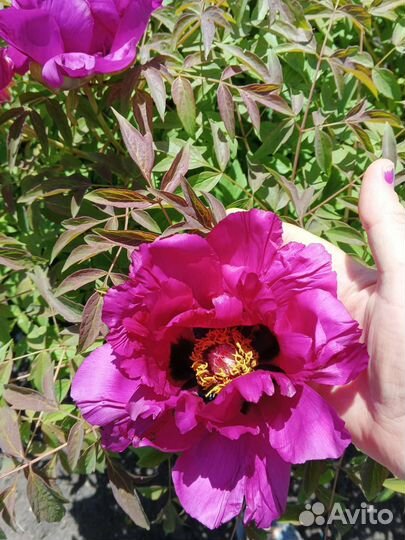 Пион древовидный Фиолетовый лотос