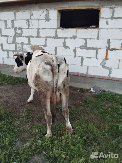 Корова дойная