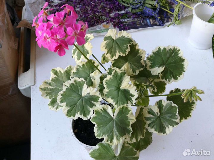 Пеларгонии Мадам Селерон и розебудные