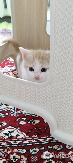 Котик и кошечка