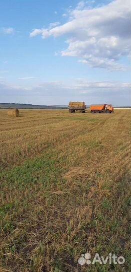 Сено солома