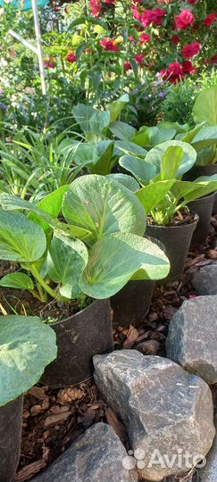 Хвосты, бадан