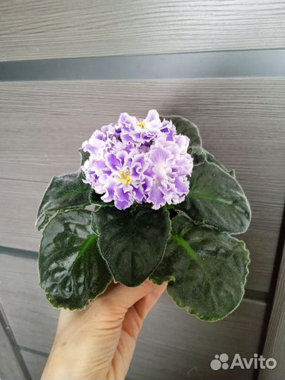 Фиалки сортовые