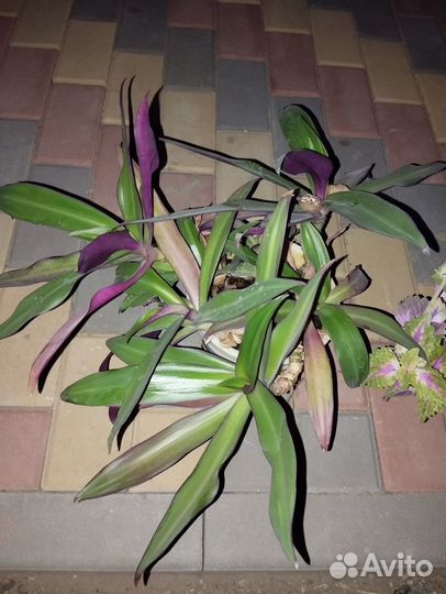 Продам цветы