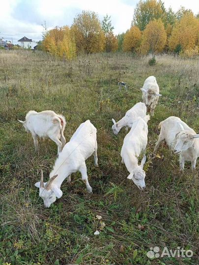 Продам козлят