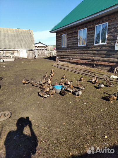 Подсадные утки