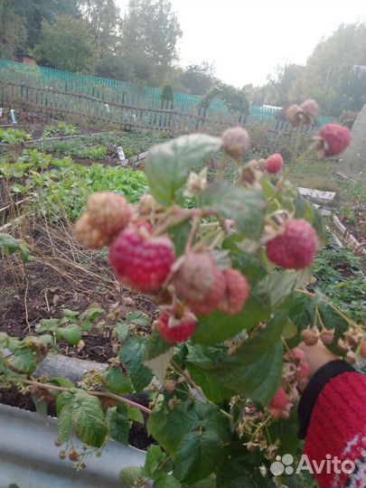 Ремонтантная малина