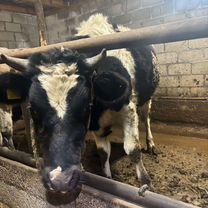 Телка 14 месяцев