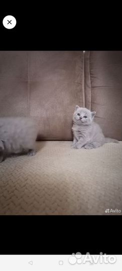 Британская лиловая