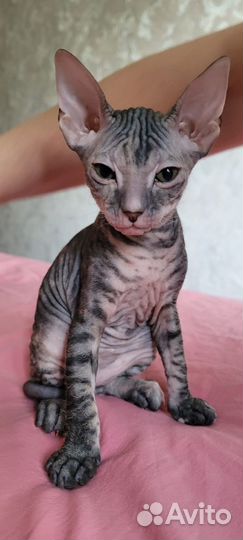 Котята донской сфинкс