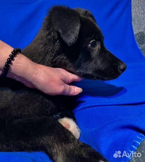 Щенок Багира в добрые руки бесплатно