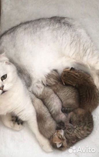 Котята