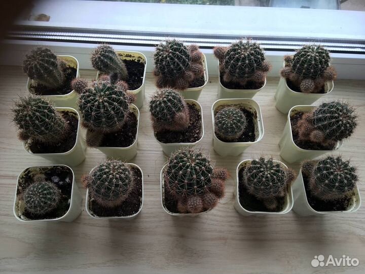 Кактусы