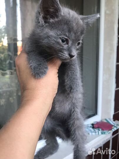 Котята ищут дом или передержку