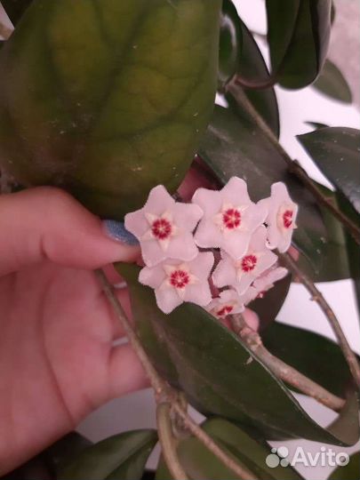 Хойя (Восковой плющ)