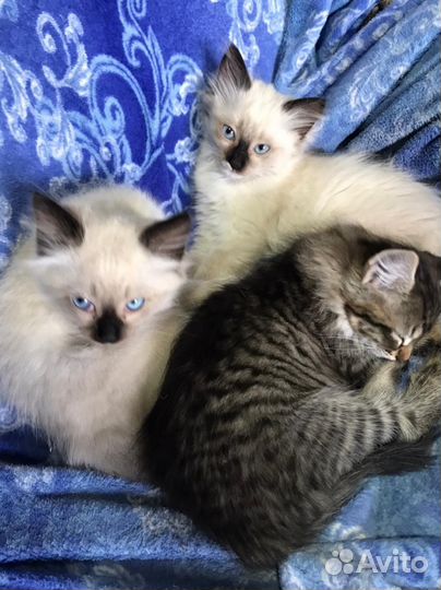 Котята в добрые руки бесплатно