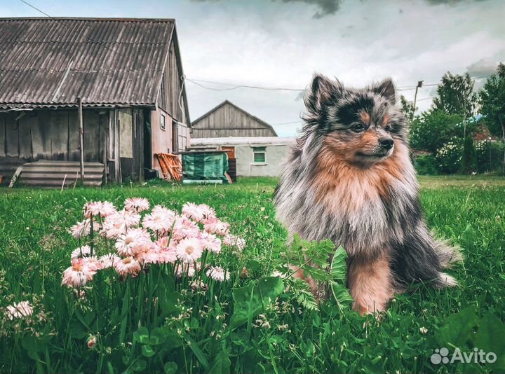 Вязка шпиц