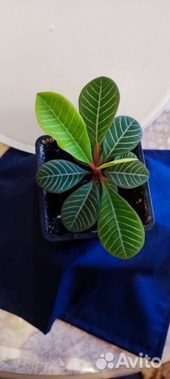 Молочай гребенчатый