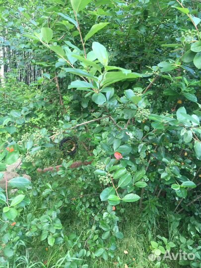 Черноплодная рябина - арония (живая изгородь)