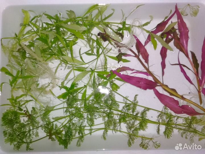 Аквариумные растения