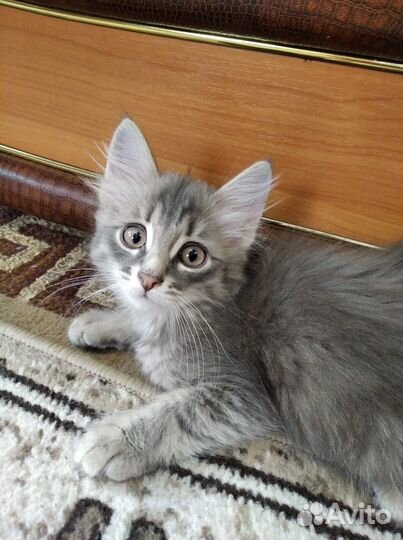 Котенок мальчик серый