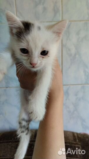 Котенок мальчик