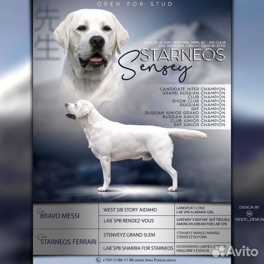 Лабрадор кобель вязка Starneos Sensey