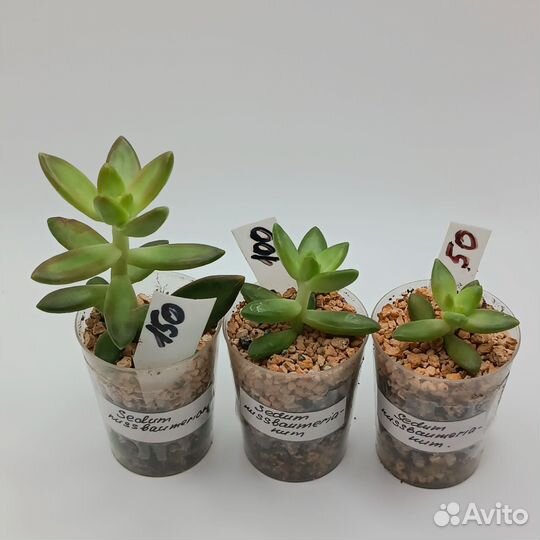 Суккуленты седумы 1
